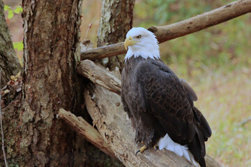 Bald Eagle on a Branch