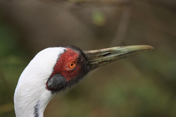 Crane with Tilted Head
