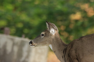 Obraz na płótnie Canvas Alert Deer