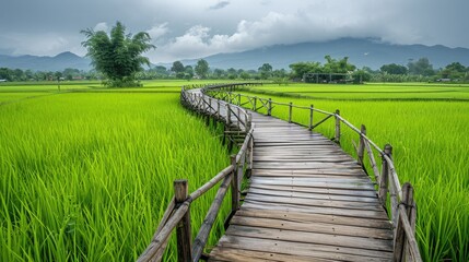 Fototapeta na wymiar The old curve wooden bridge in green rice field.