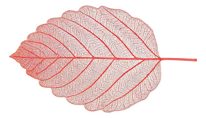 Leaf Structure Skeletons with Veins, x-ray art, red