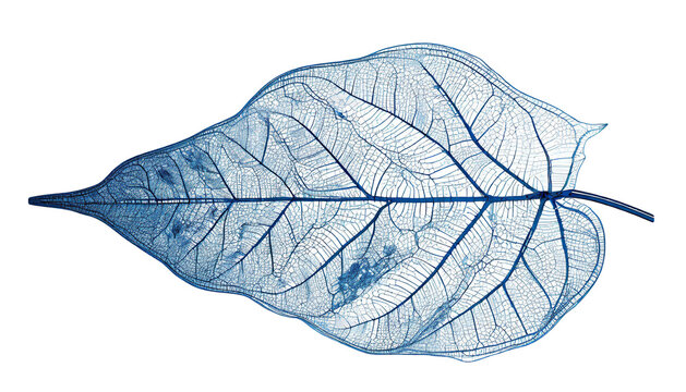 Leaf Structure Skeletons with Veins, x-ray art, blue