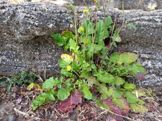 green moss on the stone