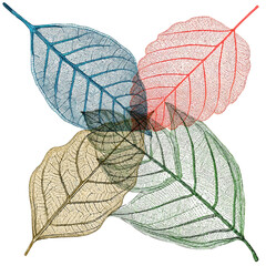 Leaf Structure Skeletons with Veins, x-ray art, vector element set isolated on white background, layered