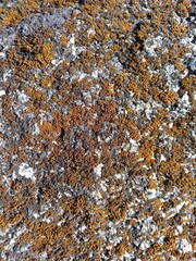 autumn leaves background