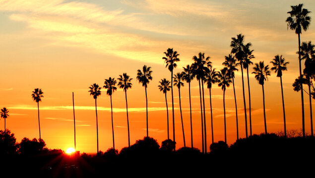 Palm trees and sunset