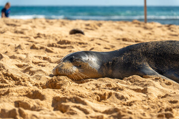 Monk Seals on Poipu Beach