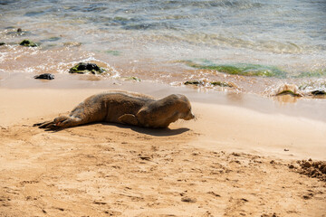 Monk Seals on Poipu Beach