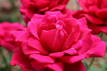 Naklejka premium Flowers in the Wild nature
