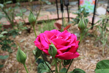 Flowers in the Wild nature