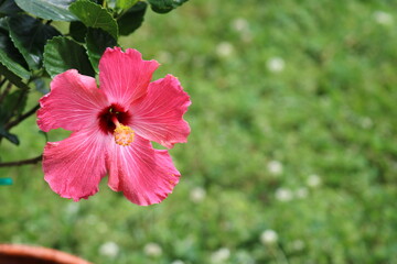 Flowers in the Wild nature