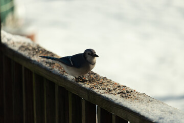 This cute blue jay was on the brown wooden railing with birdseed all around. The little blue bird looks really cute with the white snowy background. This corvid came out for some food.
