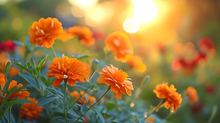 Vibrant Orange Marigolds Bathed in Warm Sunset Light