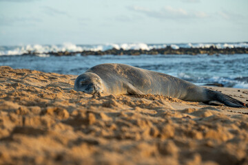 Monk Seals on Poipu Beach