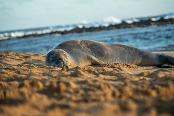 Monk Seals on Poipu Beach
