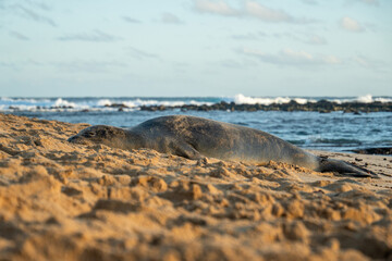 Monk Seals on Poipu Beach