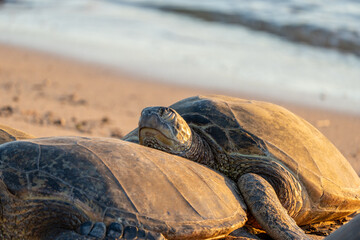 wild turtle sleeping on Poipu Beach