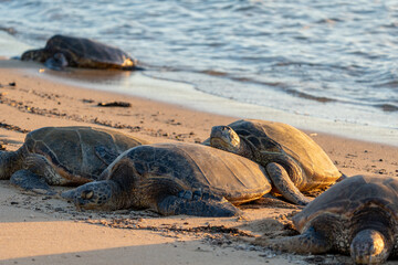 wild turtle sleeping on Poipu Beach