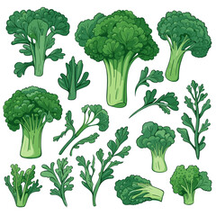 Set of Broccoli Rabe hand drawing isolated vector illustration