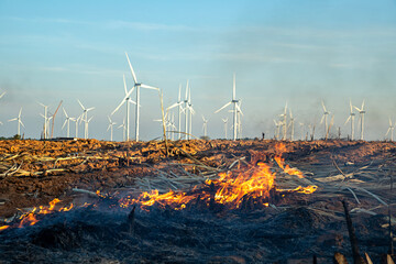 Toxic fumes from burning sugarcane or dry grass cause dangerous environmental pollution in wind farms. Bad air environment, ecology - obrazy, fototapety, plakaty