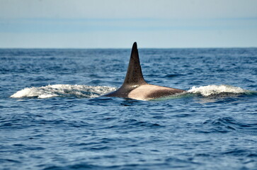 Naklejka premium Killer whale on the surface off Haida Gwaii, BC, Canada