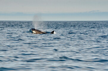 Fototapeta premium Killer whale on the surface off Haida Gwaii, BC, Canada