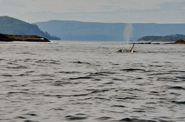 Fototapeta premium Killer whale on the surface off Haida Gwaii, BC, Canada