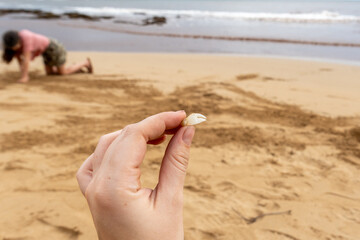 Fototapeta na wymiar a shell on the beach 