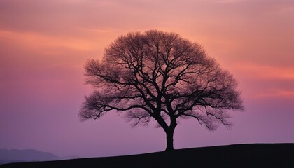 Fototapeta na wymiar Sunrise Silhouettes, the outline of a lone tree on a hill, the sky behind it a gradient from warm