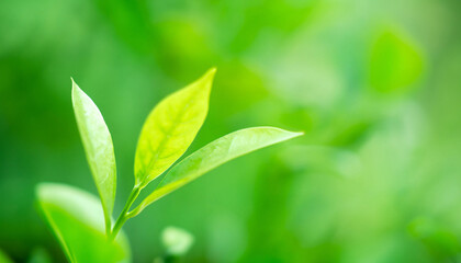 Fototapeta na wymiar Beautiful closeup view of fresh green leaf growing in the garden on the blurred natural green color background. High quality photo