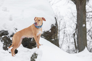Cute ginger dog in snowy park, space for text