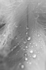 Fluffy white feathers with water drops as background, closeup