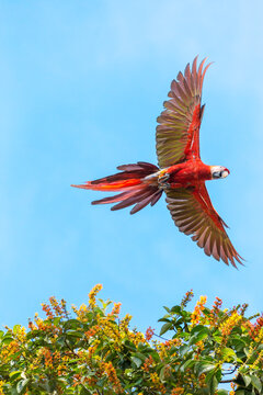 red Scarlet macaw (Ara Macao) flying, Corcovado National Park, Costa Rica