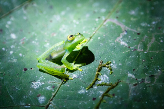 Close up of glass frog at night, Peninsula de Osa, Costa Rica