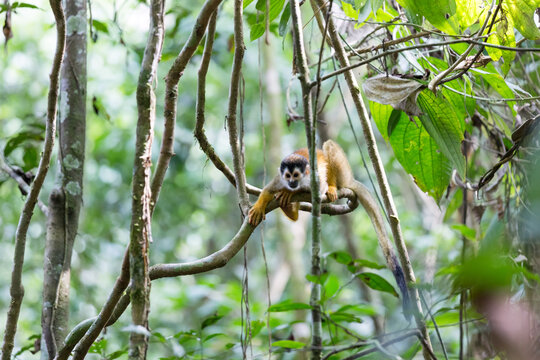 Squirrel Monkey (Saimiri sciureus) in the green forest of Costa Rica