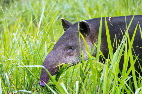Bairds Tapir (Tapirus bairdii), Corcovado National Park, Costa Rica