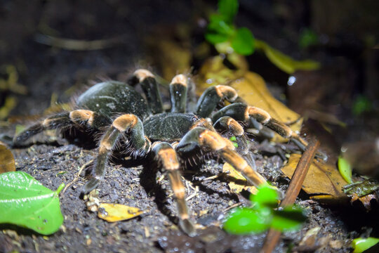 Orange-kneed tarantula close up, at night, Costa Rica