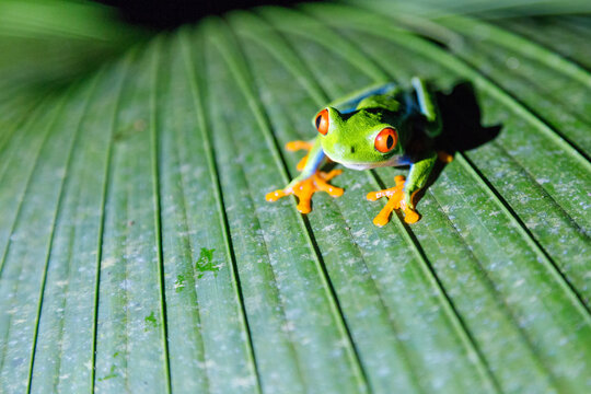 Red eyed tree frog on a leaf, Agalychnis callidryas, Arenal, Costa Rica