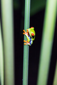 Close up of red eyed tree frog at night, Agalychnis callidryas, Arenal, Costa Rica