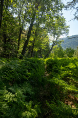 Fototapeta na wymiar Ferns Grow Over Trail as it Heads into Tiltill Valley