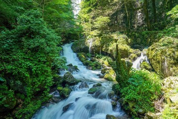 新緑に包まれた渓流の情景