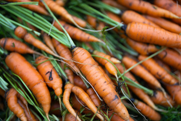 Organic Carrots Form Domestic Vegetable Garden Full Frame Close Up
