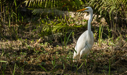 Great Egret Looks Left to Copy Space