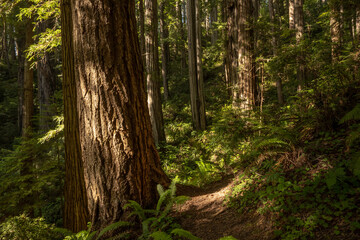 Gentle Light Falls To The Forest Floor In Redwood