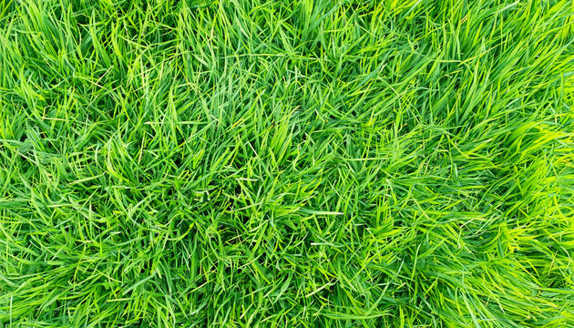 Top view of green grass texture. High quality photo