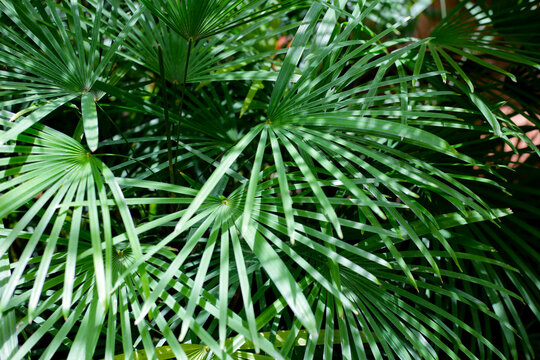Green leaves of rhapis multifida tree