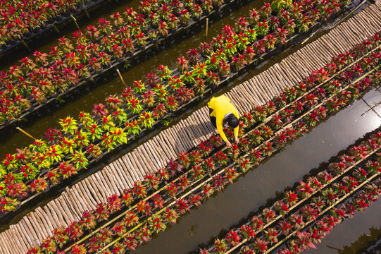 Aerial view of rows of red flower trees lined up in a garden in Sa Dec, Dong Thap, Vietnam.