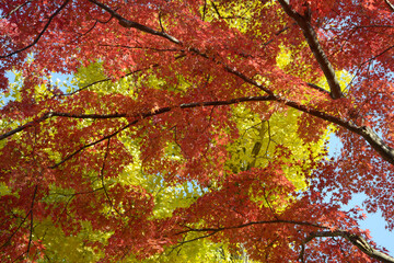 秋の南禅寺　境内の紅葉　京都市左京区