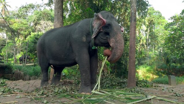 Elephant eats reeds in jungle. Action. Elephant farm for tourists in southern country. Elephants eat cane on farm