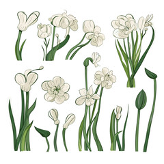Set of Garlic Scapes hand drawing isolated vector illustration, spring collections